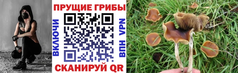 Псилоцибиновые грибы Magic Shrooms  нарко площадка официальный сайт  Черемхово 